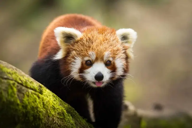 Ein niedlicher Roter Panda leckt sich die Zunge im Zoo Lissabon.